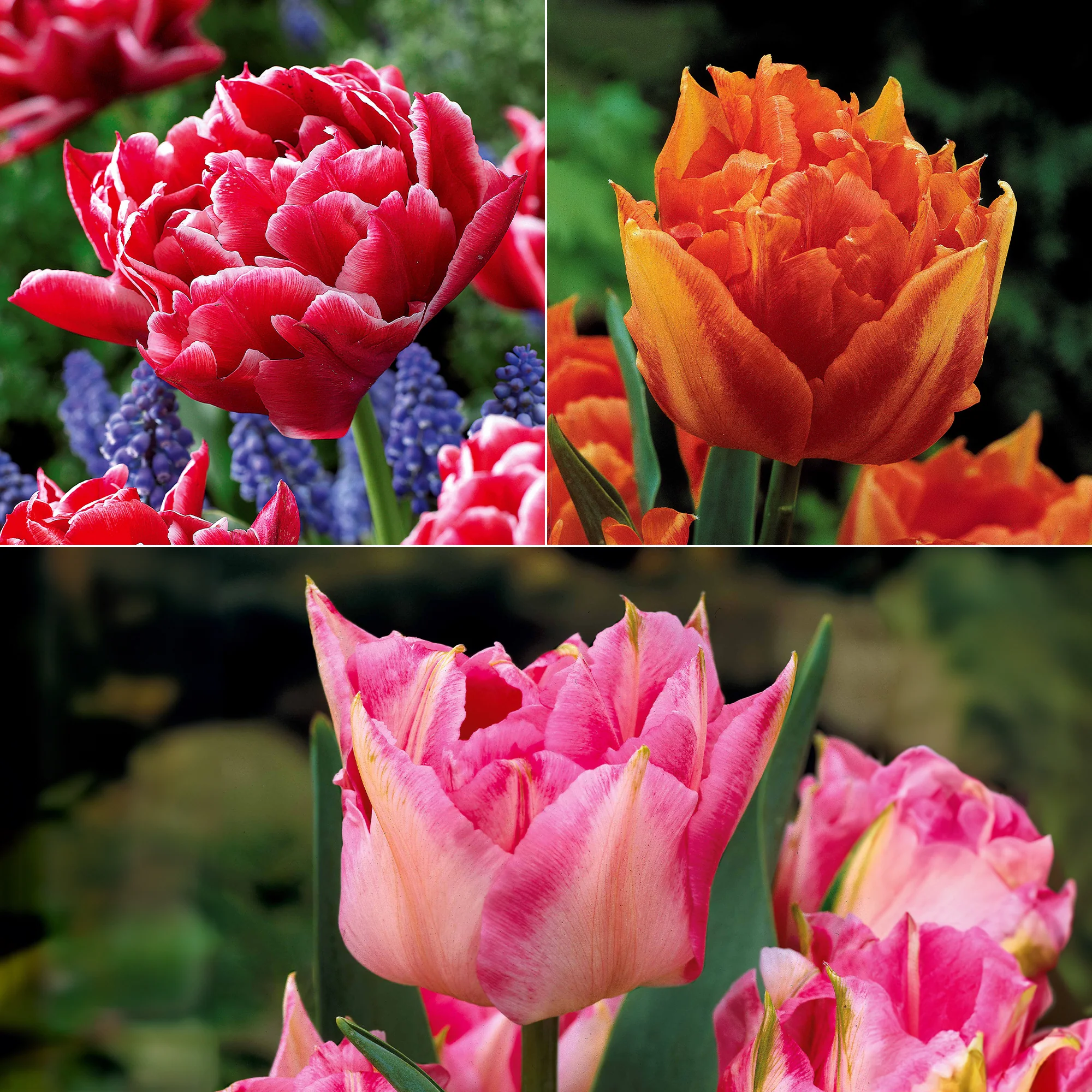 Collection de 25 Tulipes doubles Murillo
