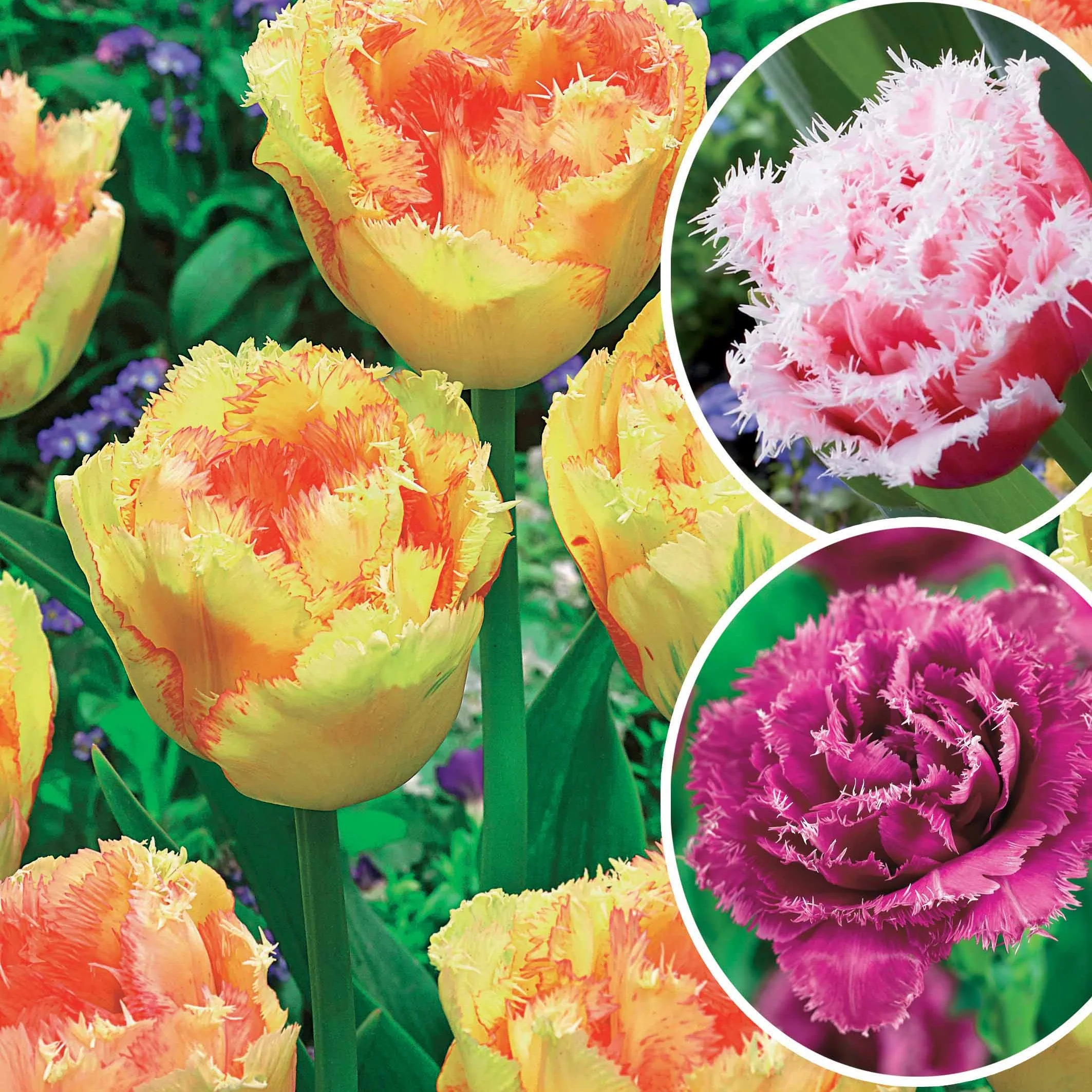 Collection de 15 Tulipes frangées : Queensland, Mascotte, Vaya con Dios