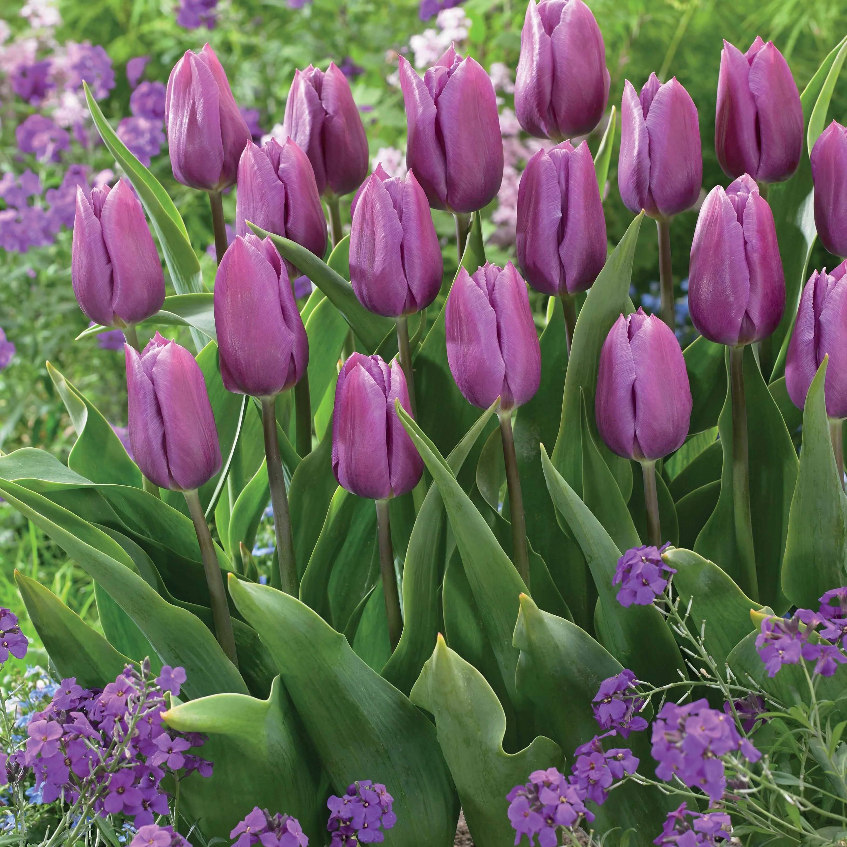 Collection de 20 Tulipes triomphe Bellville et Blue Beauty - Image 2