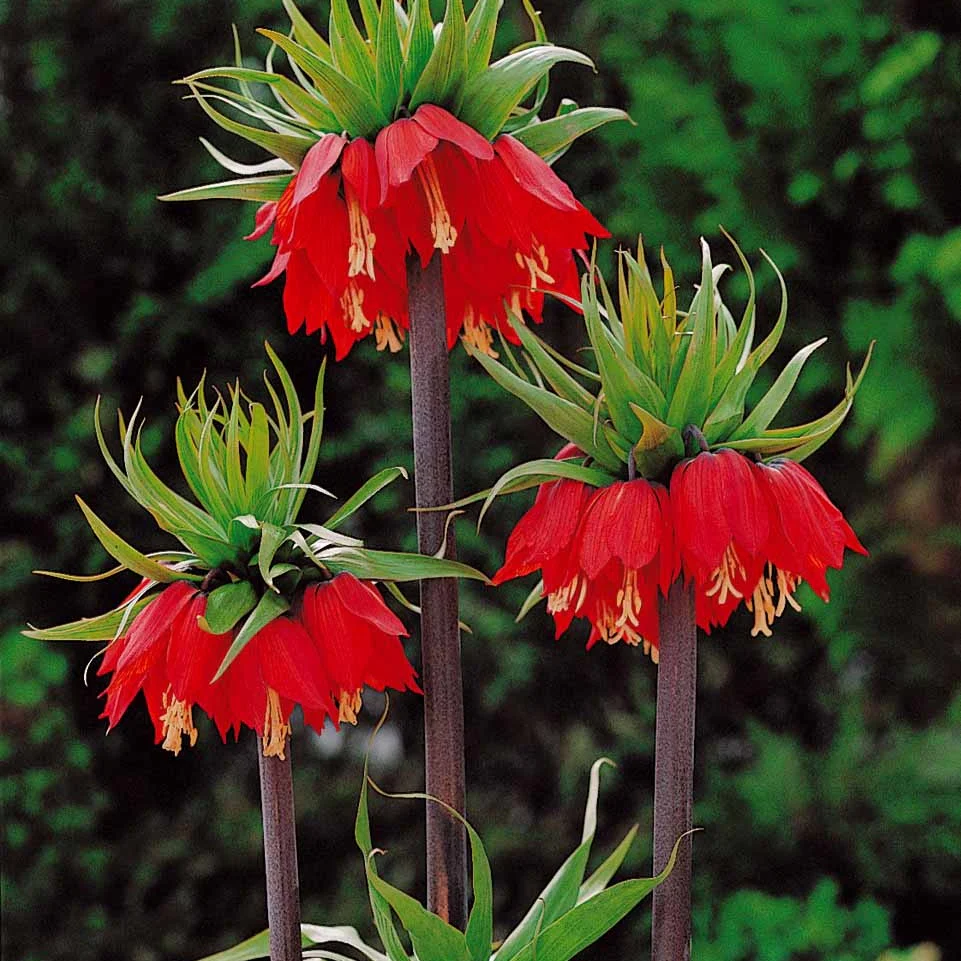 Couronne impériale rouge - Image 4