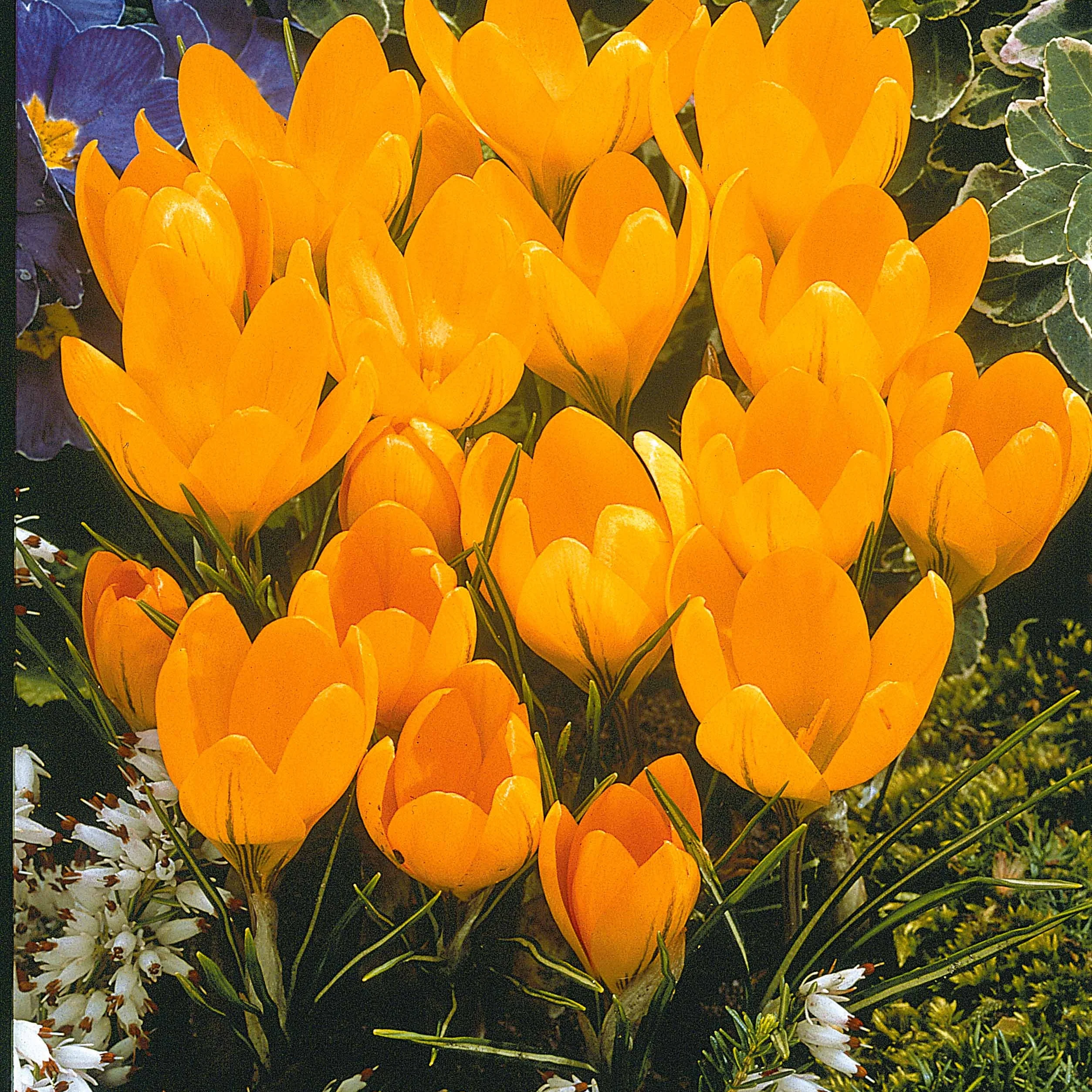 60 Crocus blanc violet, jaune, blanc, violet en mélange - Image 2