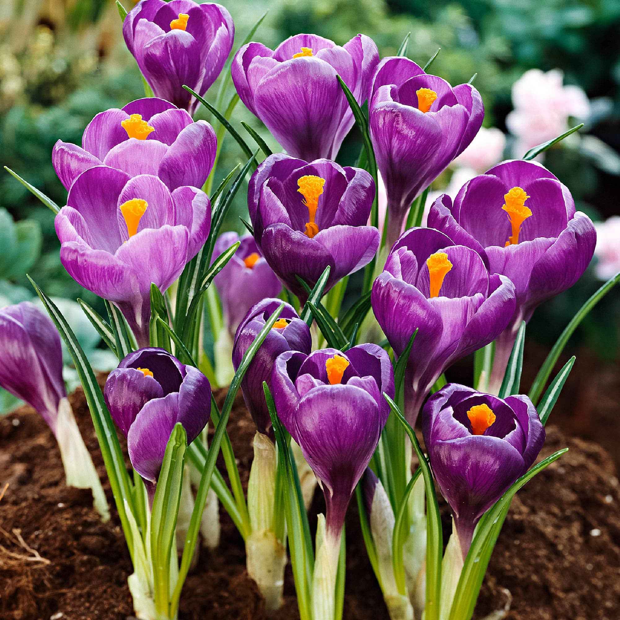 15 Crocus Flower Record - Image 3