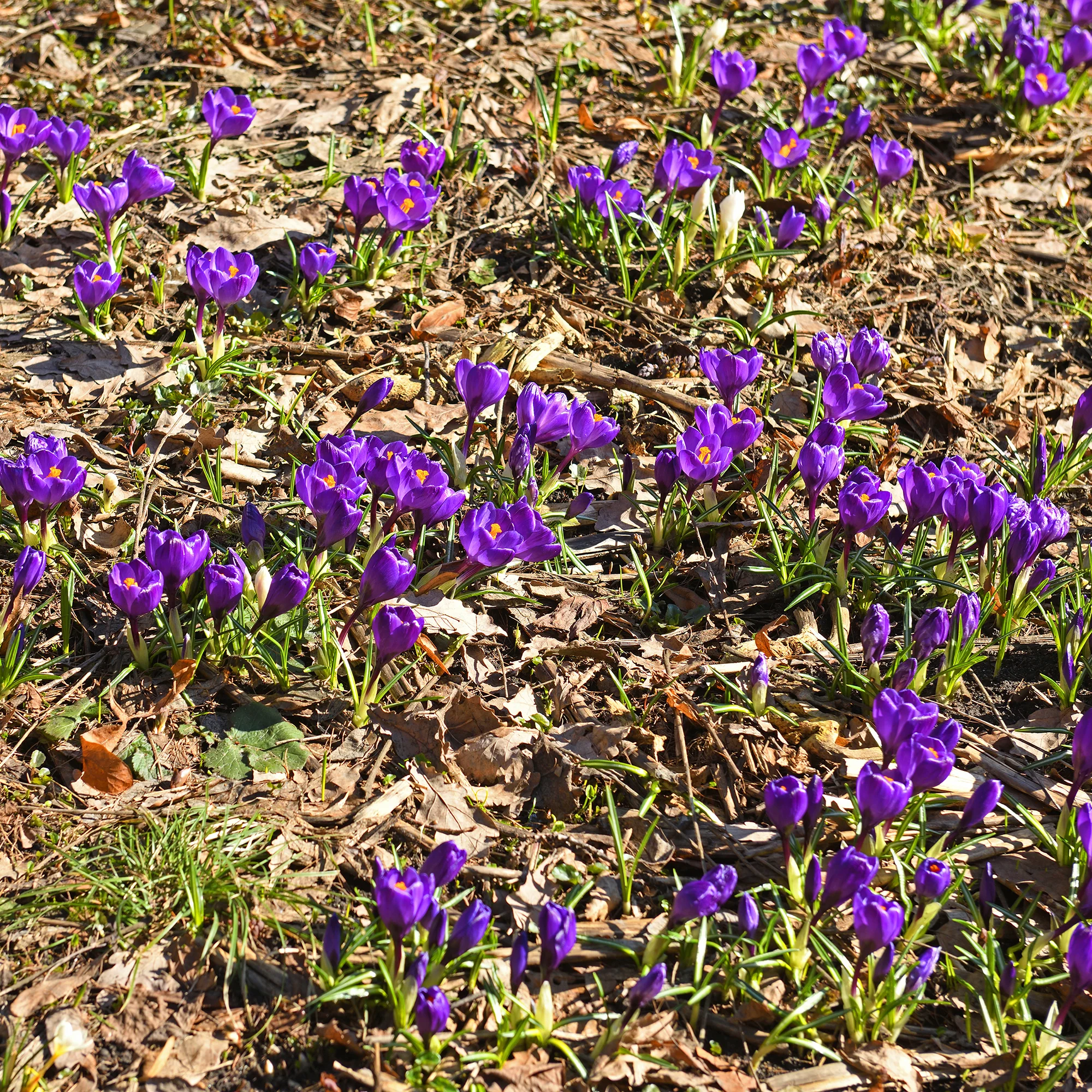 15 Crocus Flower Record - Image 4