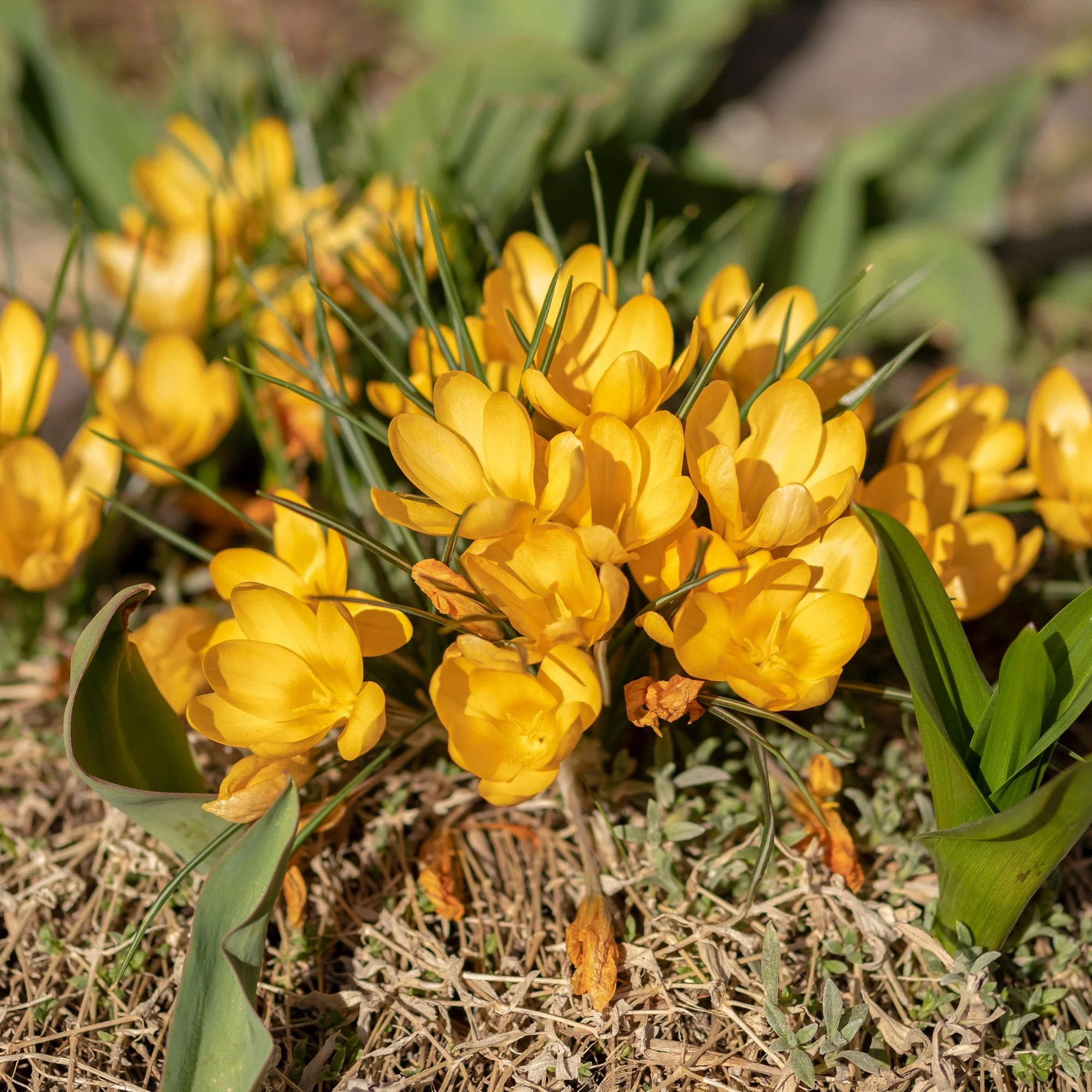 15 Crocus Mammouth jaune - Image 3