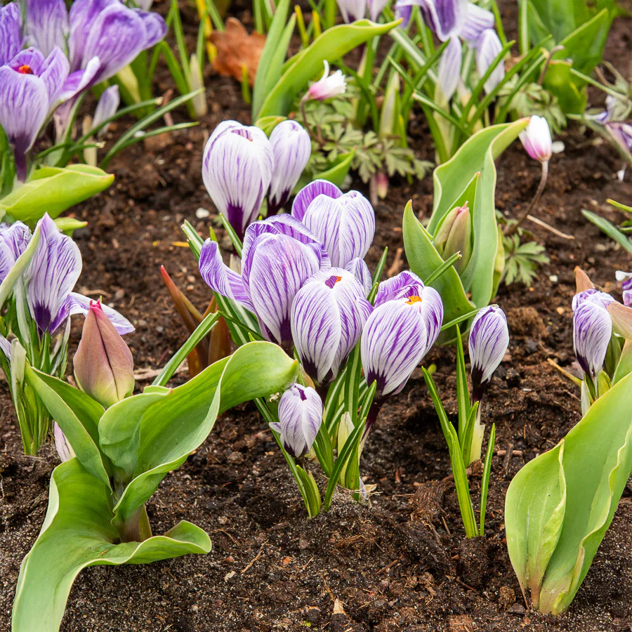 15 Crocus Pick Wick - Image 2