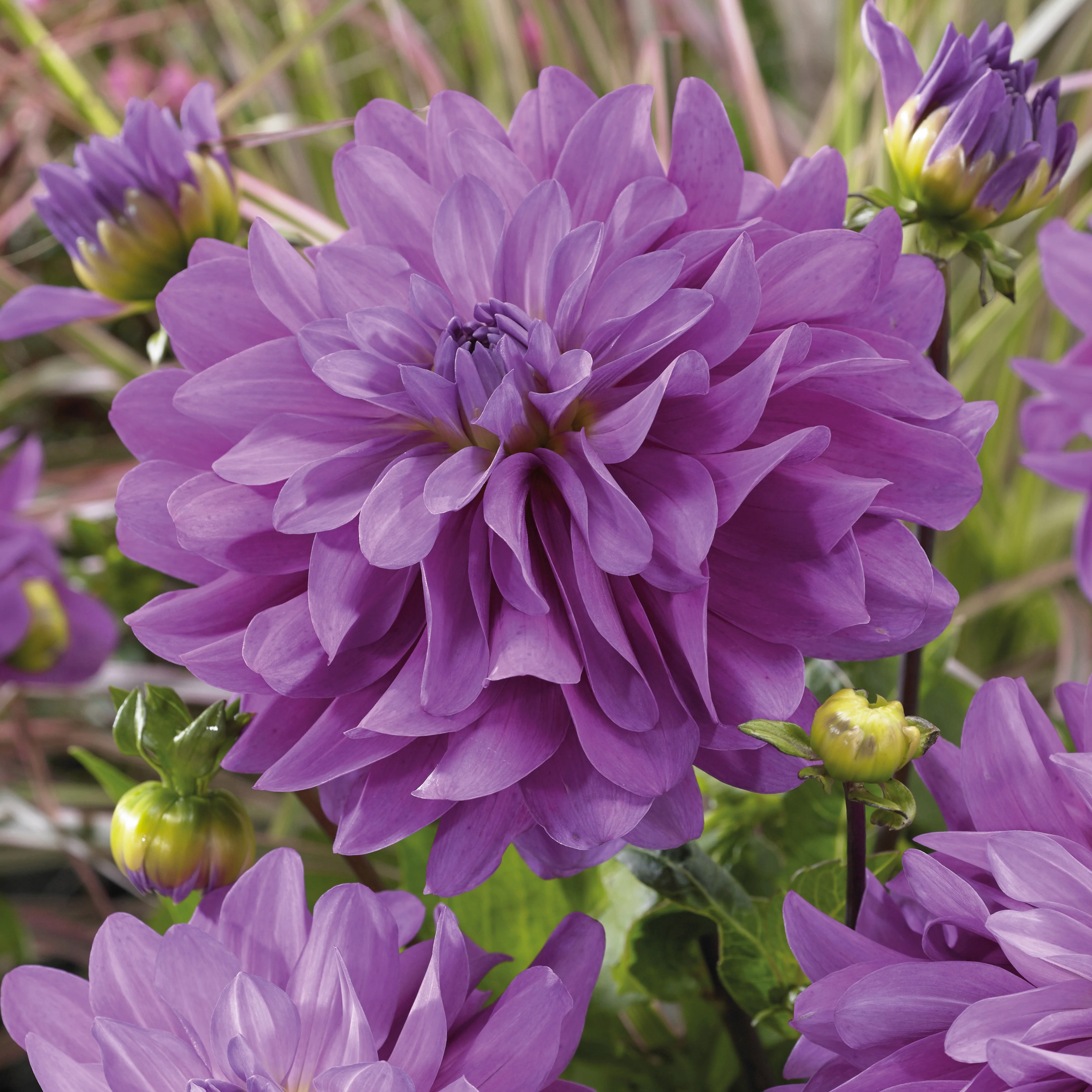 3 Dahlias Bluetiful