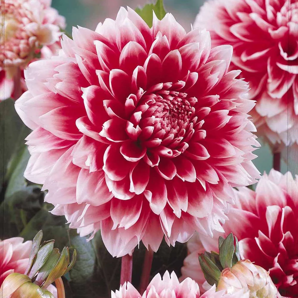 3 Dahlias décoratifs Fubuki rouge et blanc - Image 2