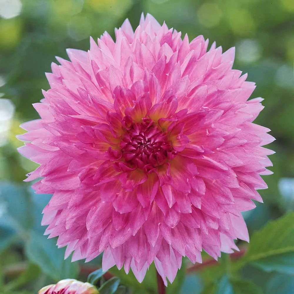 3 Dahlias décoratifs Sakura Fubuki roses