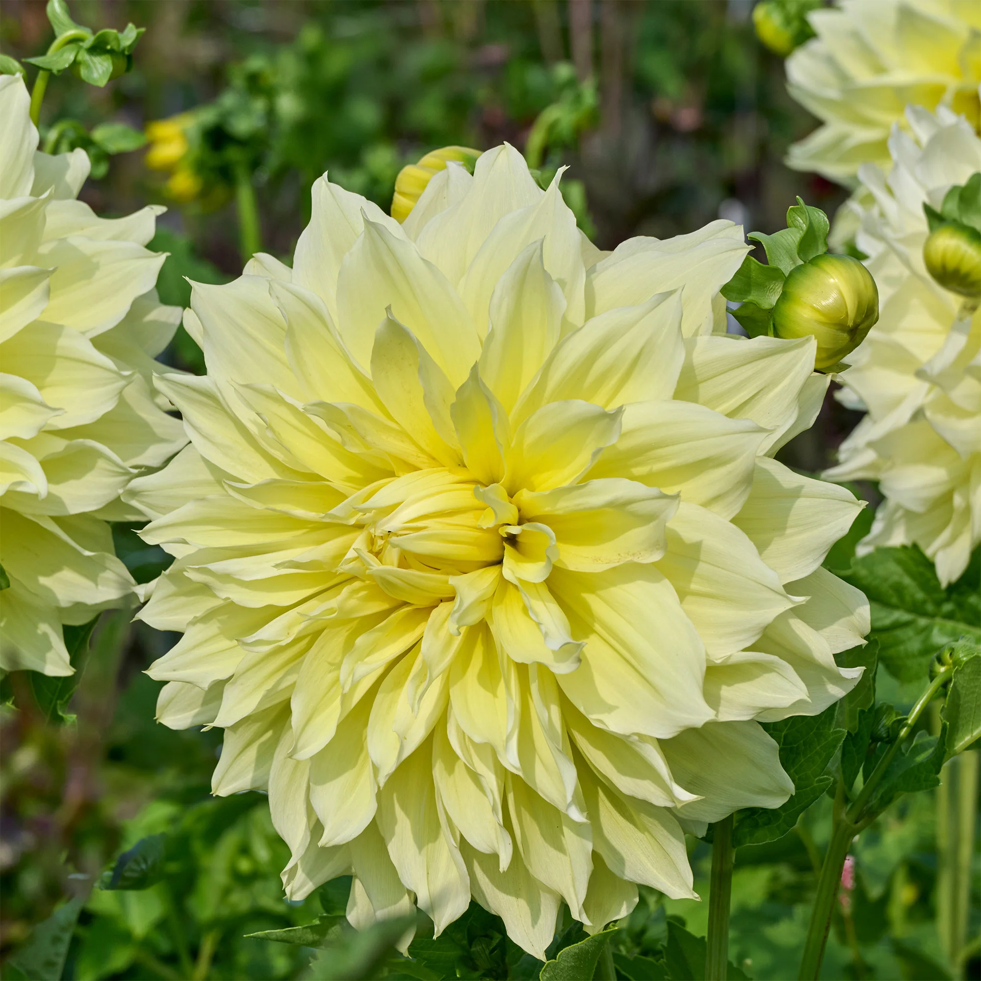 3 Dahlias Kelvin Floodlight - Image 3