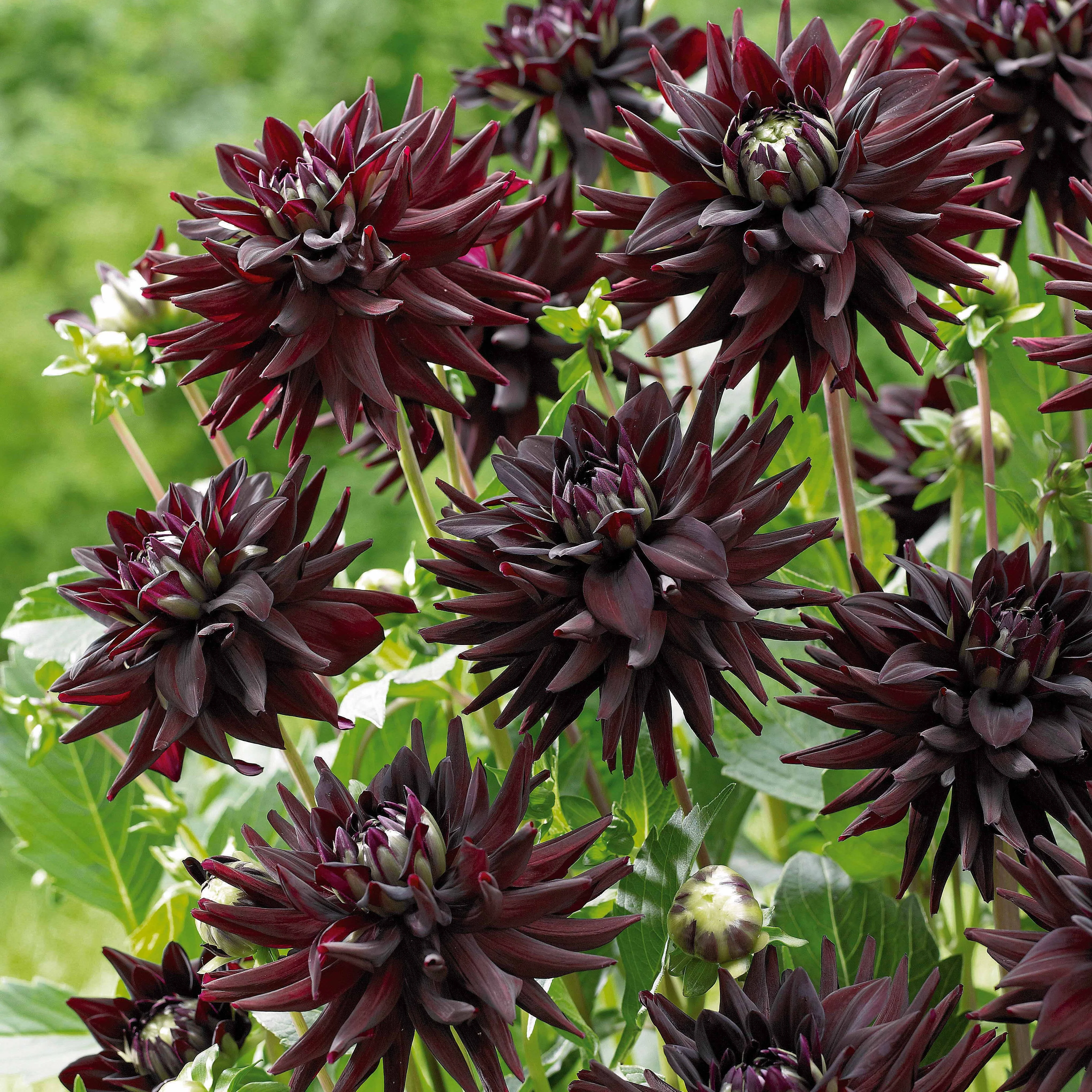 8 Dahlias cactus en mélange - Image 5