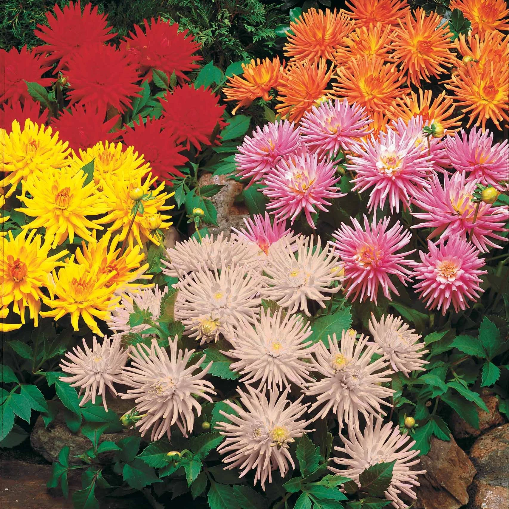 5 Dahlias cactus nains en mélange