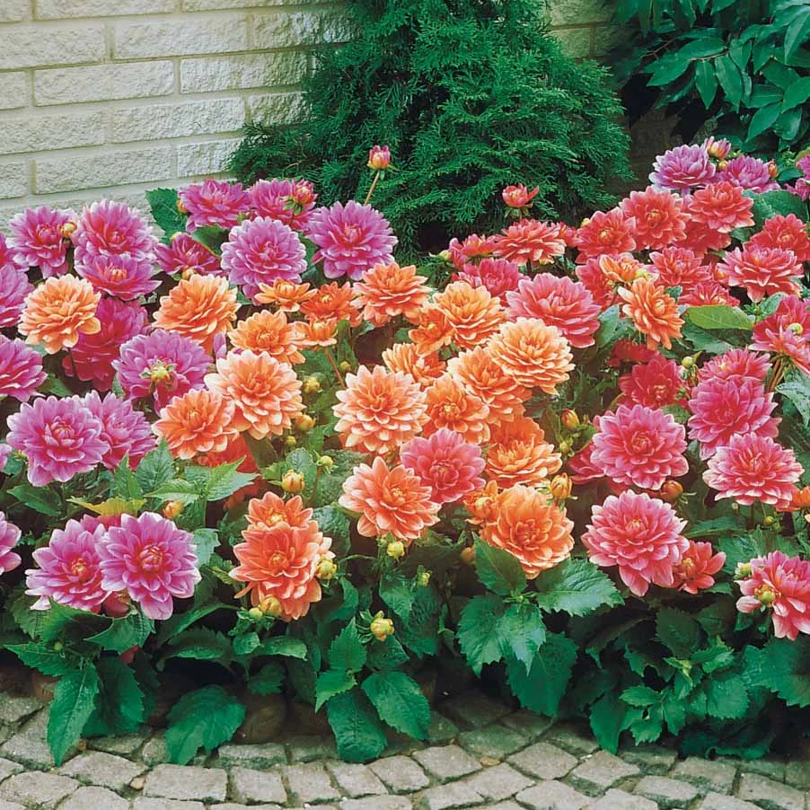 Dahlias nains en mélange - Image 2
