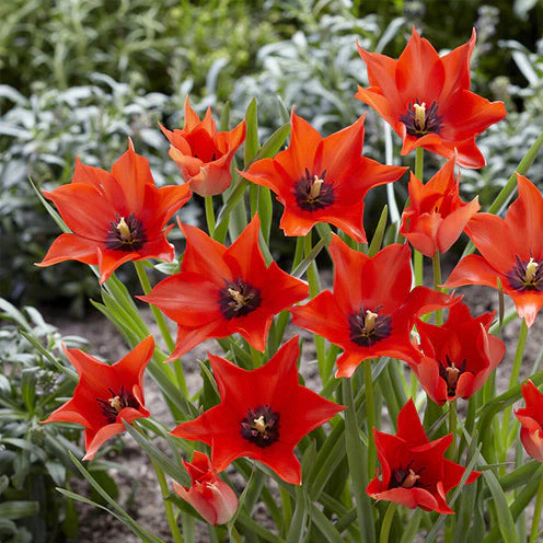 100 Bulbes de fleurs 6 Mois de Fleurs en mélange - Image 10