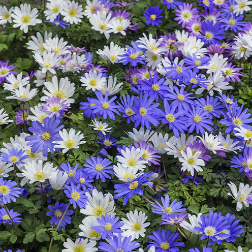 100 Bulbes de fleurs 6 Mois de Fleurs en mélange - Image 5