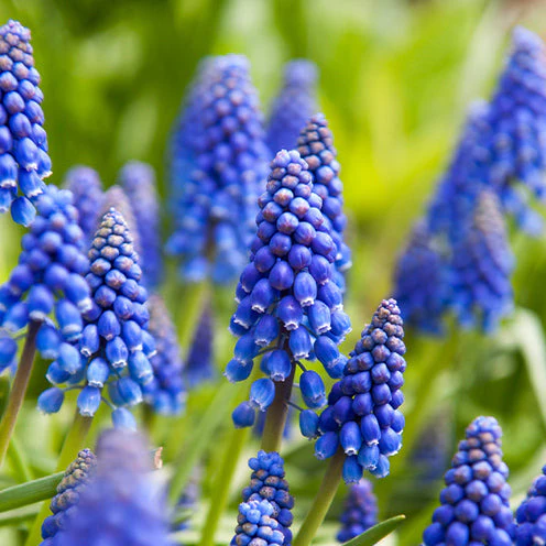 100 Bulbes de fleurs 6 Mois de Fleurs en mélange - Image 6