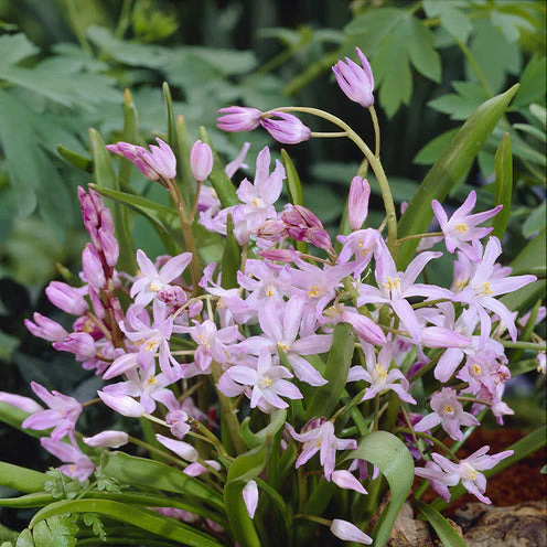 100 Bulbes de fleurs 6 Mois de Fleurs en mélange - Image 8