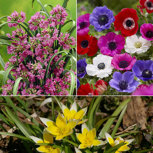 100 Bulbes de fleurs Running Wild en mélange - Image 3