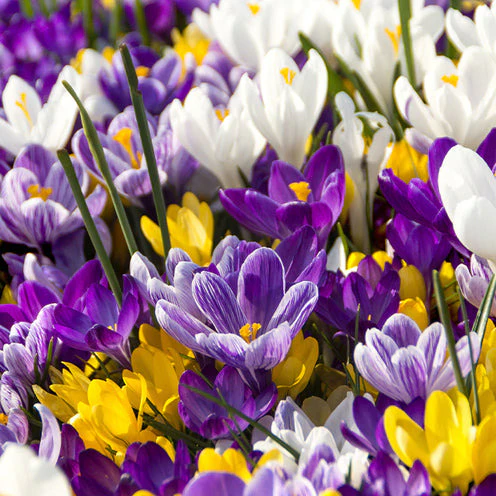 100 Bulbes de fleurs Running Wild en mélange - Image 4