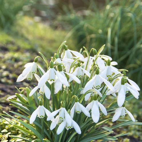 100 Bulbes de fleurs Running Wild en mélange - Image 7