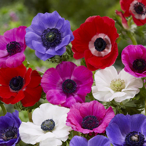 100 Bulbes de fleurs Running Wild en mélange - Image 8
