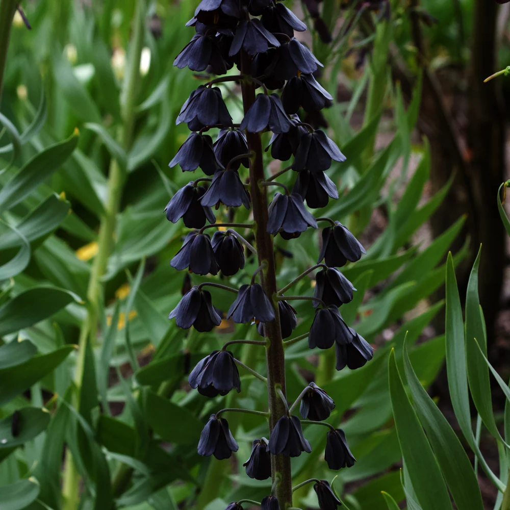 Fritillaire de Perse - Image 4