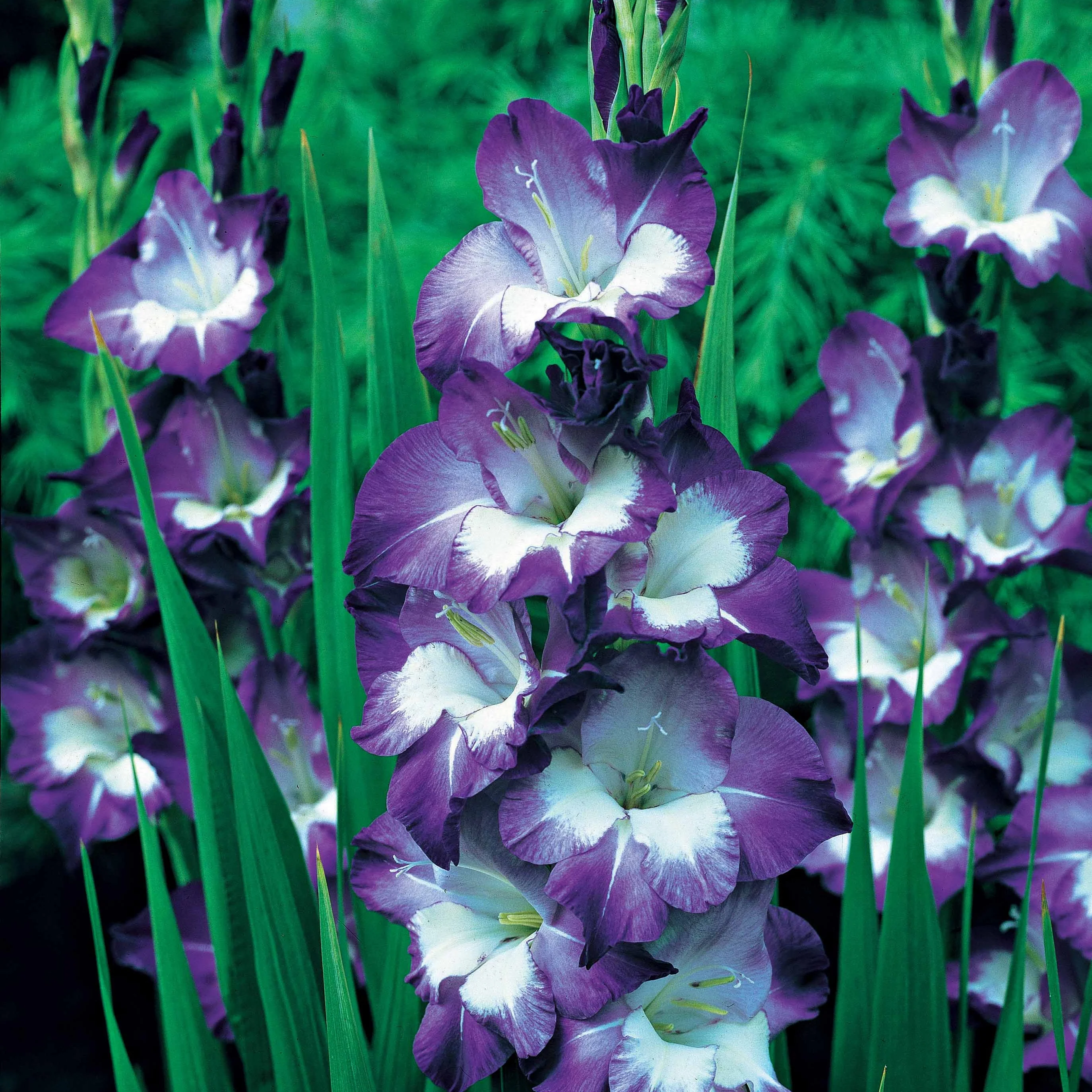 50 Glaïeuls pour un jardin multicolore en mélange - Image 2