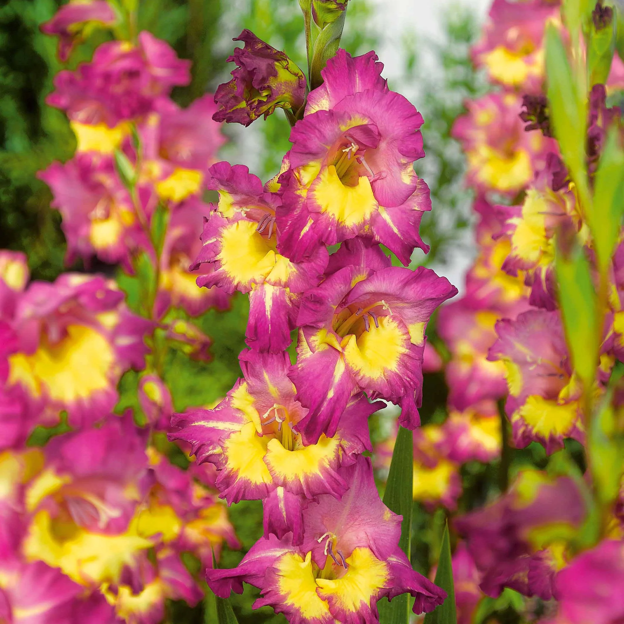 50 Glaïeuls pour un jardin multicolore en mélange - Image 5