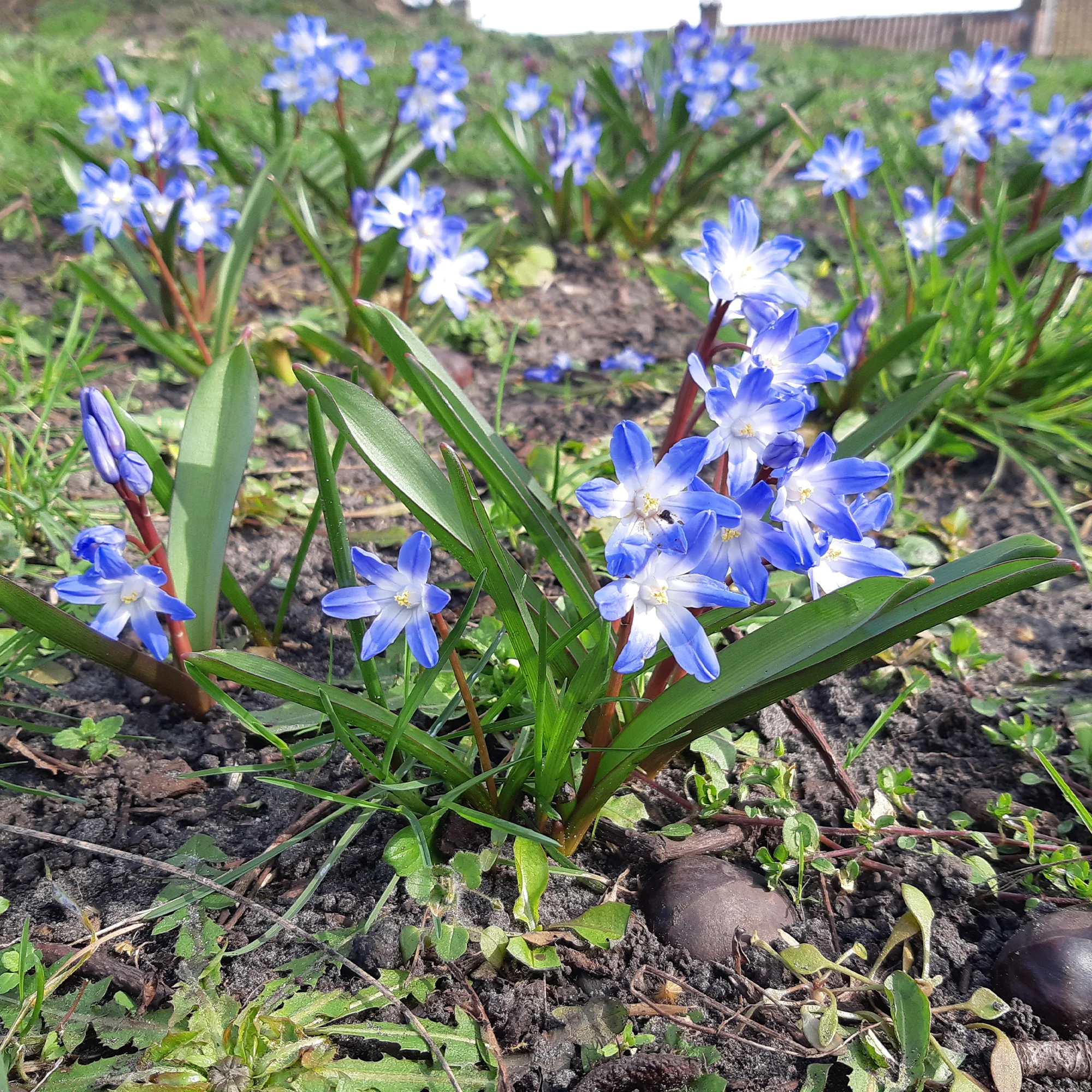 10 Gloires des neiges bleue