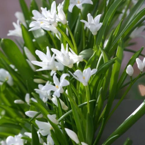 20 Gloires des neiges Luciliae Alba