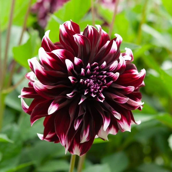 5 Grands Dahlias en mélange - Image 5