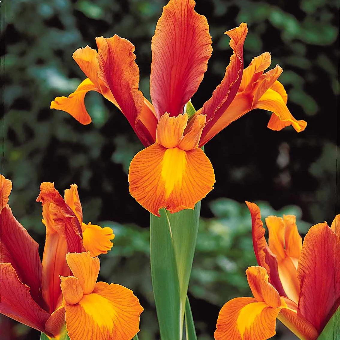 40 Iris de Hollande colorés en mélange - Image 4