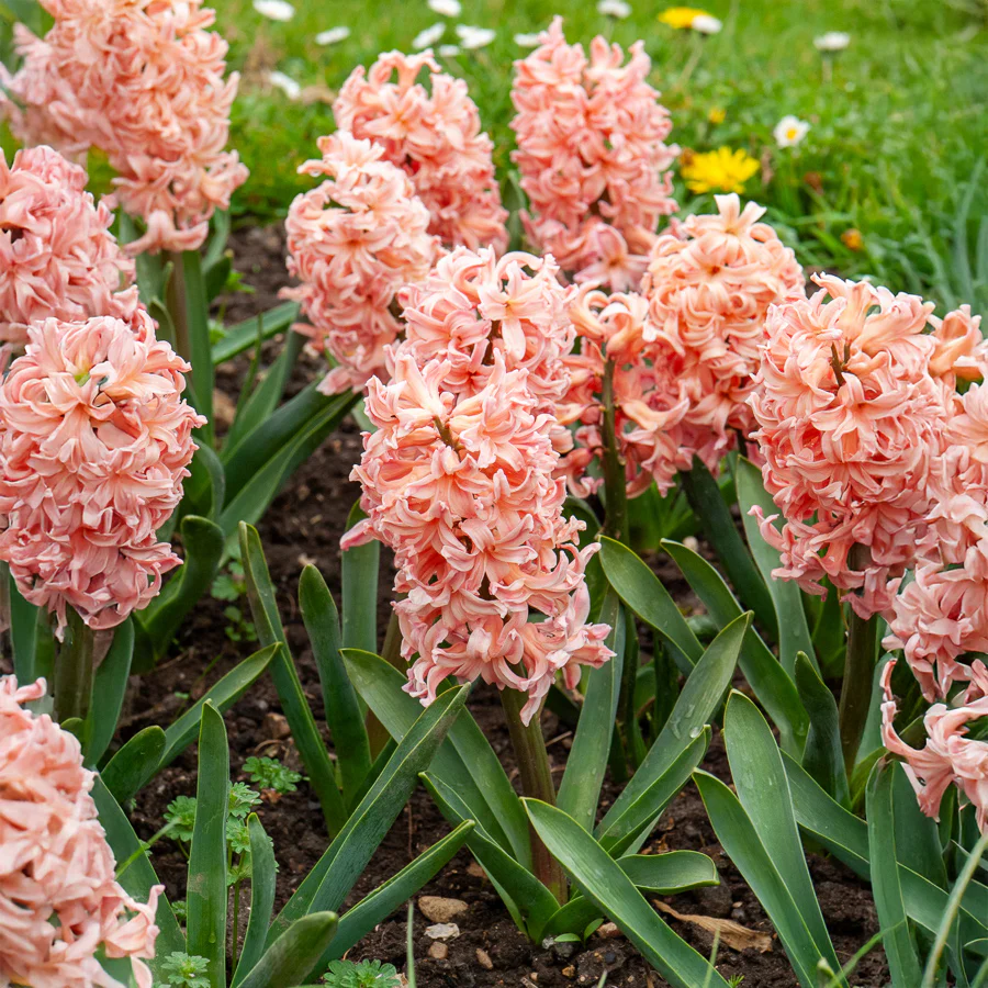 6 Jacinthes Gipsy Queen orange - Image 3
