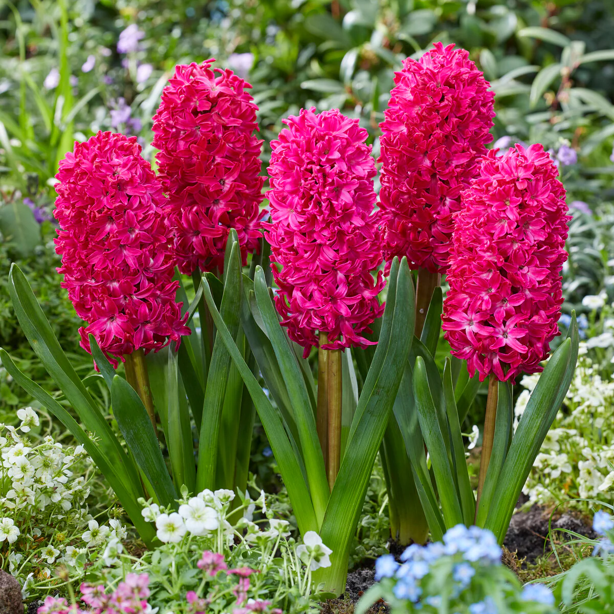 6 Jacinthes Jan Bos rouge - Image 6
