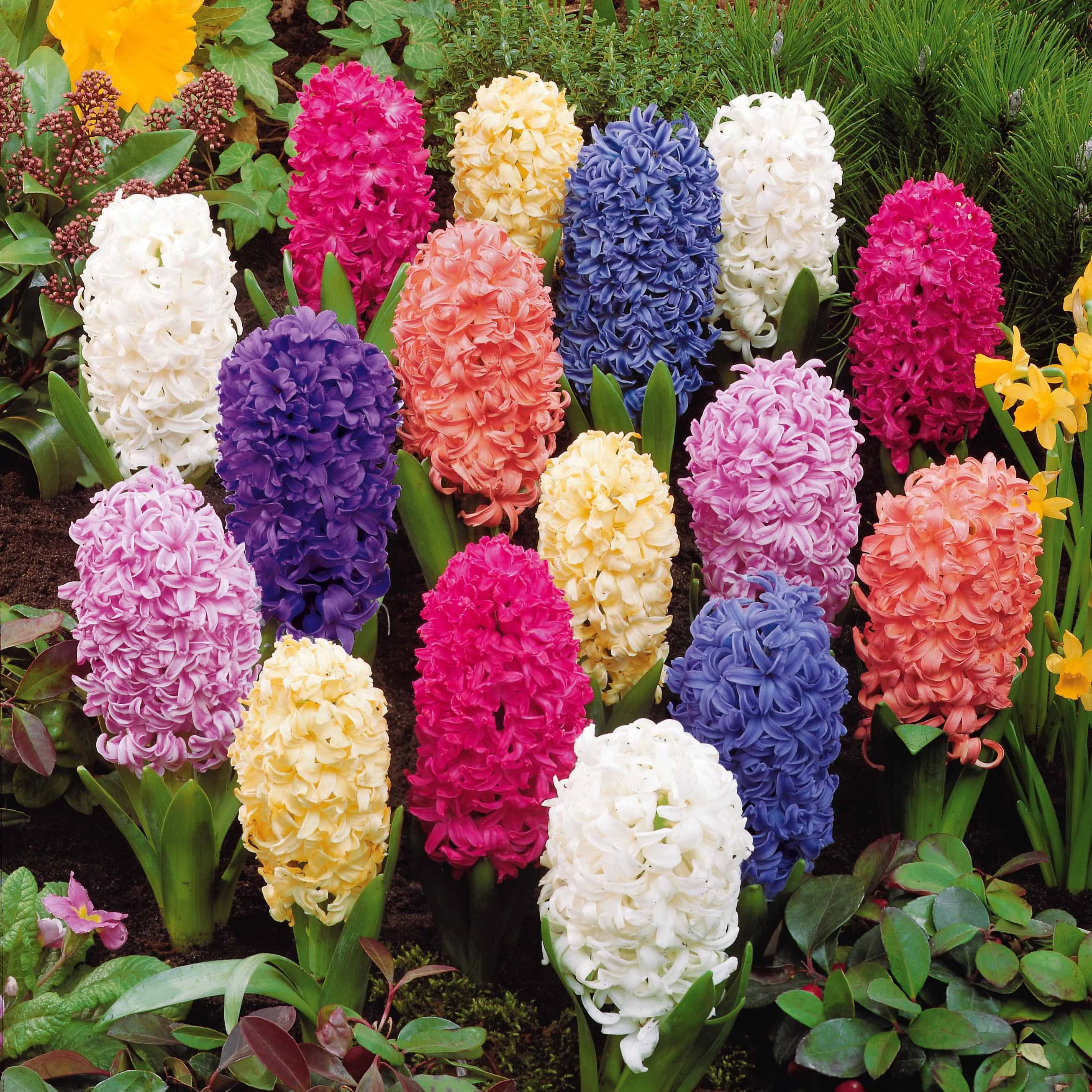 Jacinthes en mélange - Image 5