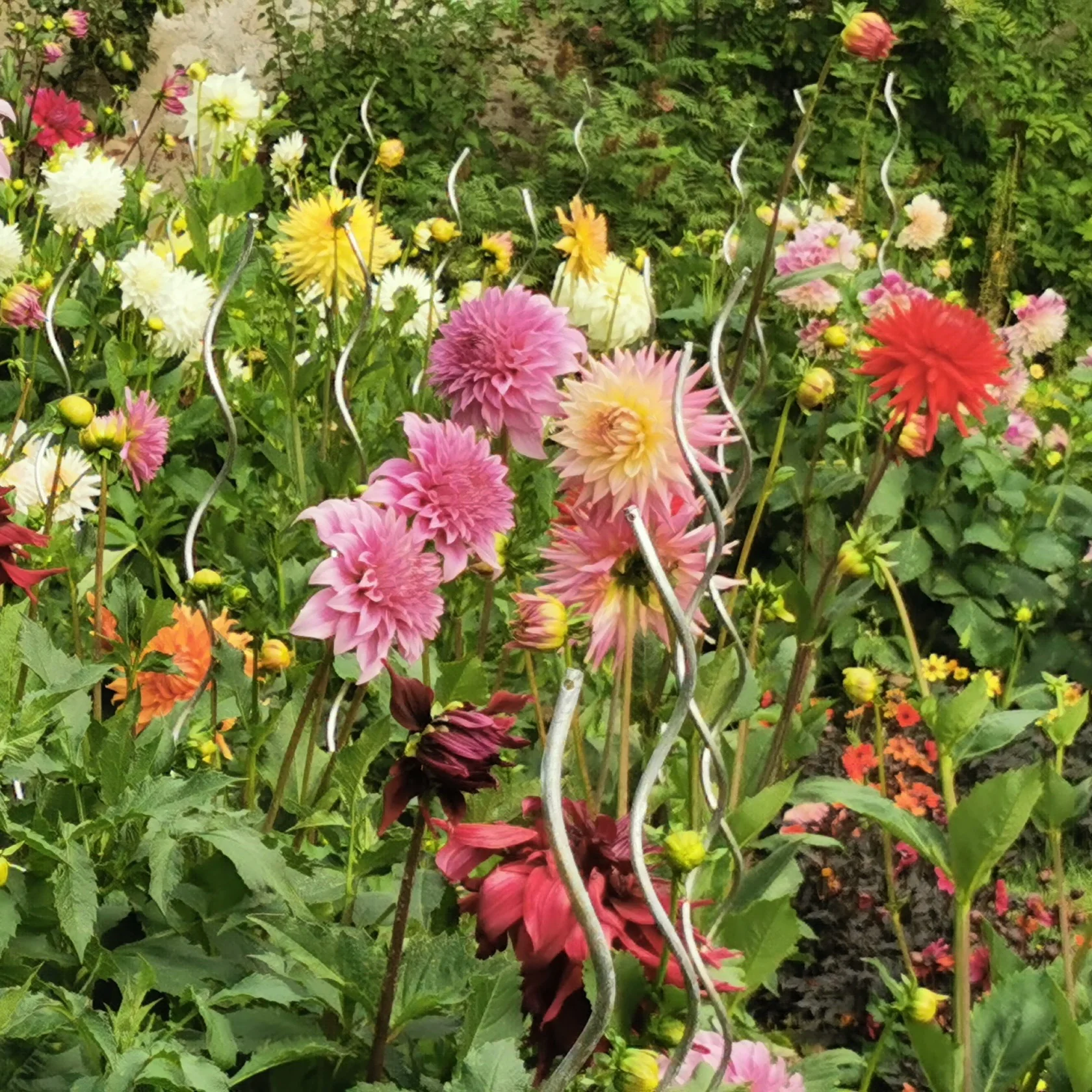 Massif d'été fleuri en mélange - 1,5 m² - Image 6