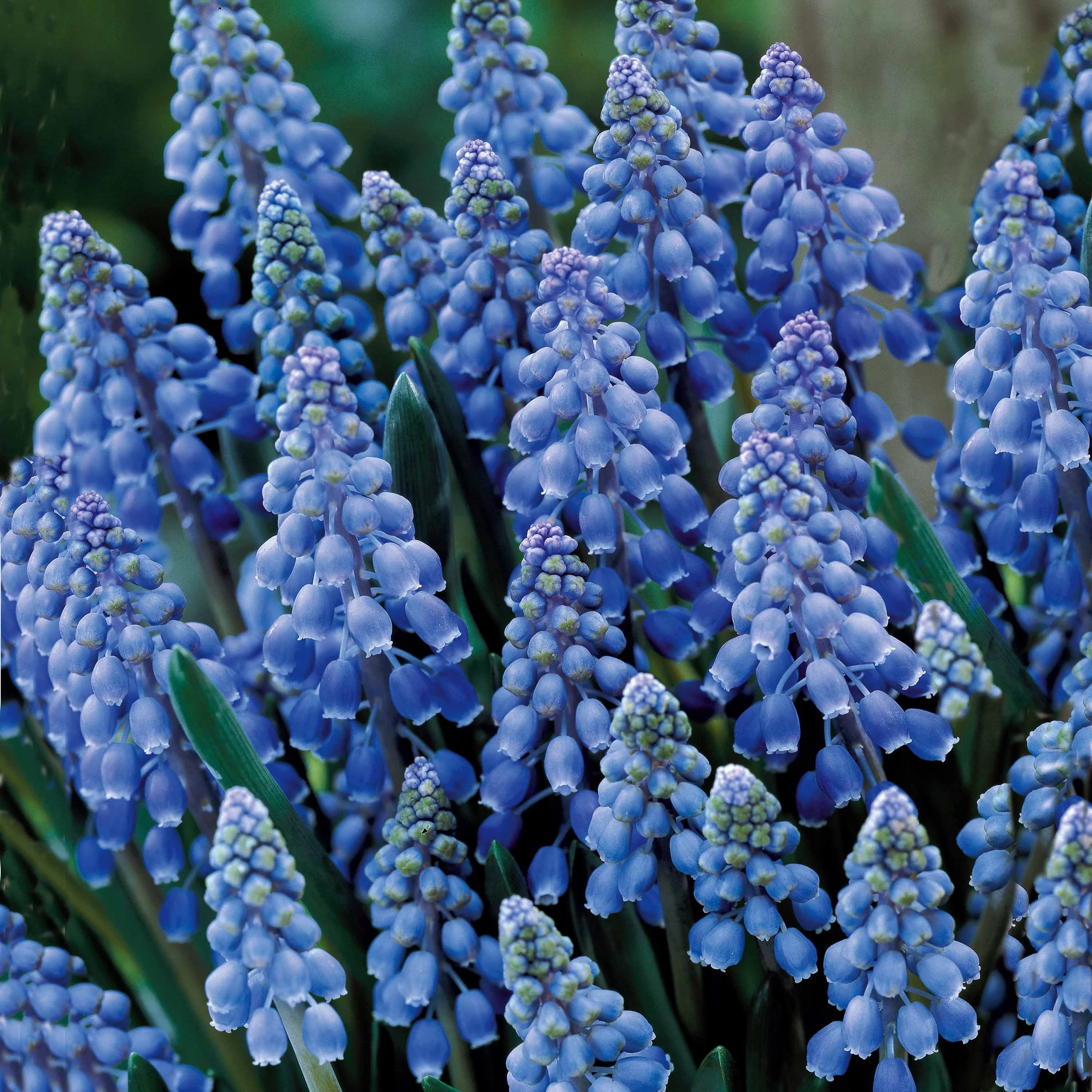 10 Muscaris bleus - Image 4