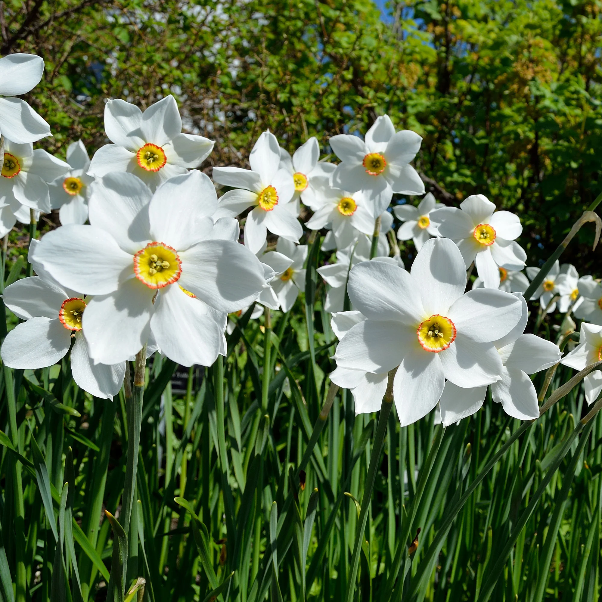 10 Narcisses des poètes Actea - Image 2