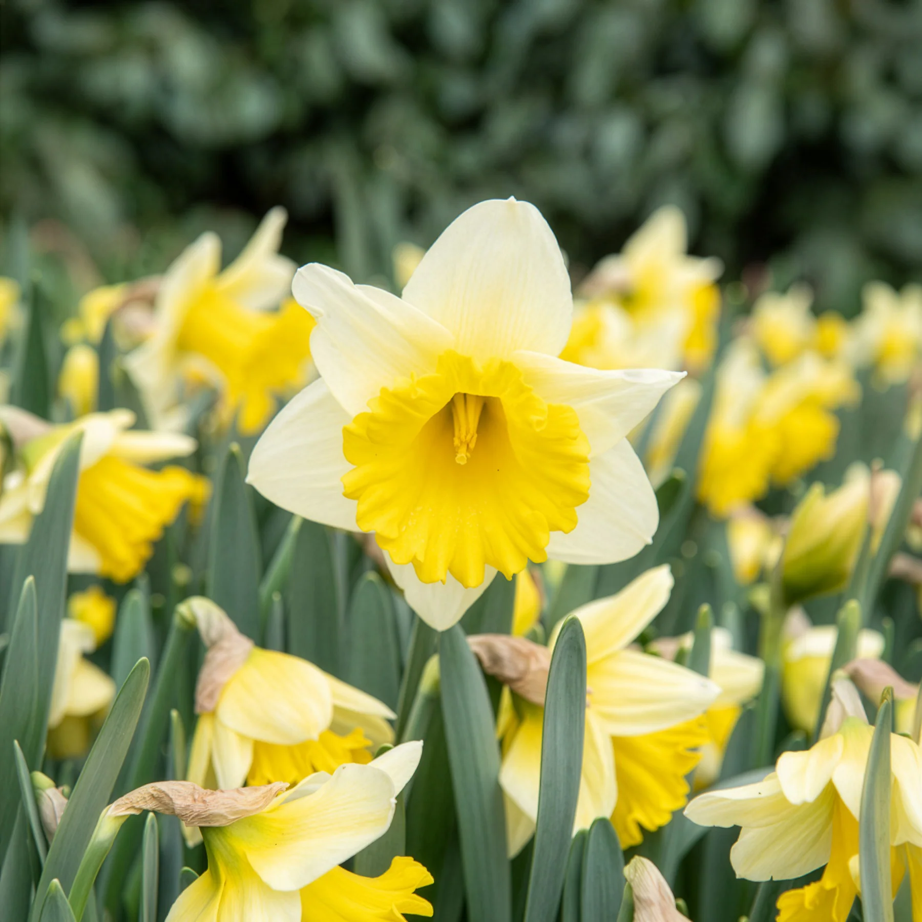 10 Narcisses Goblet - Image 2
