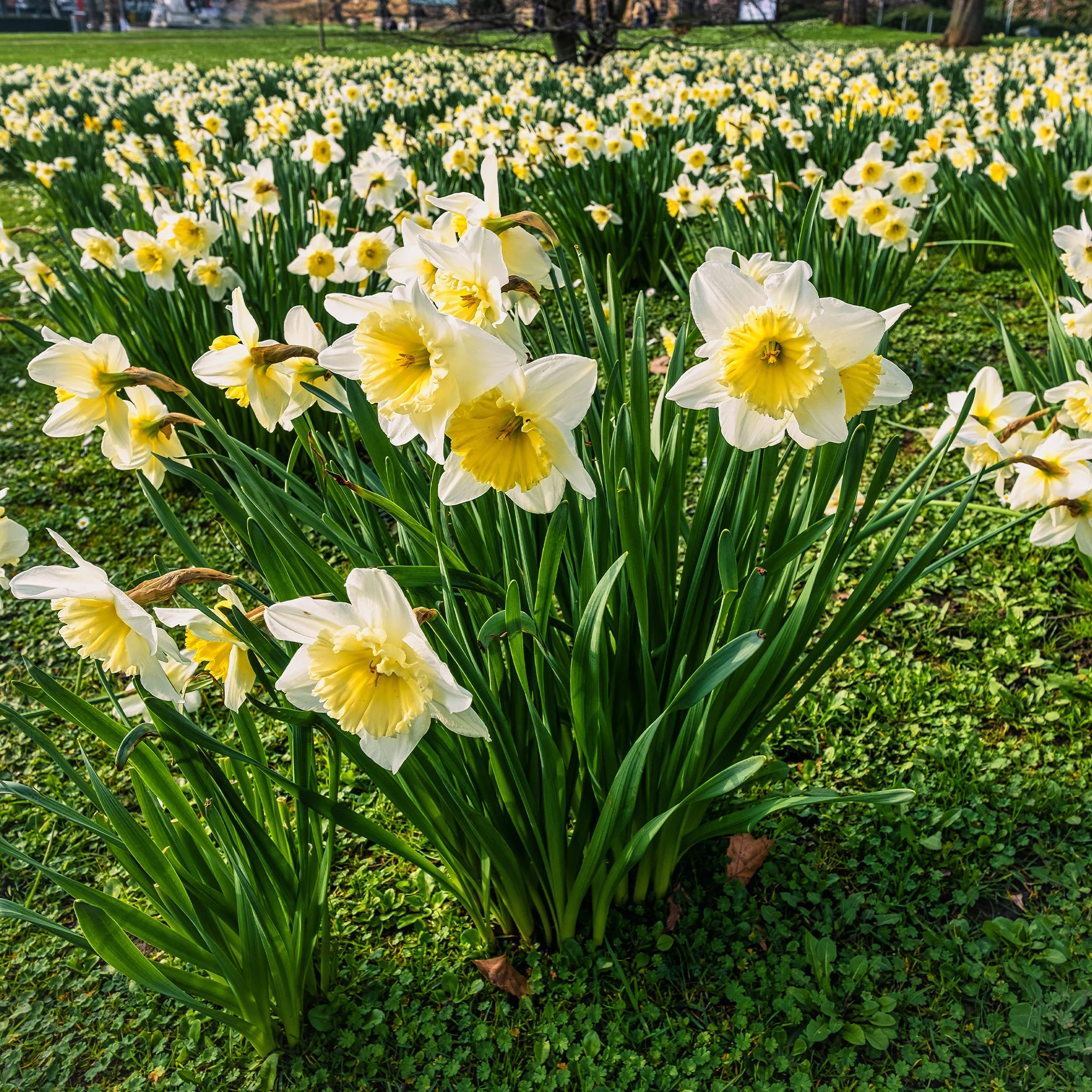 10 Narcisses Goblet - Image 4