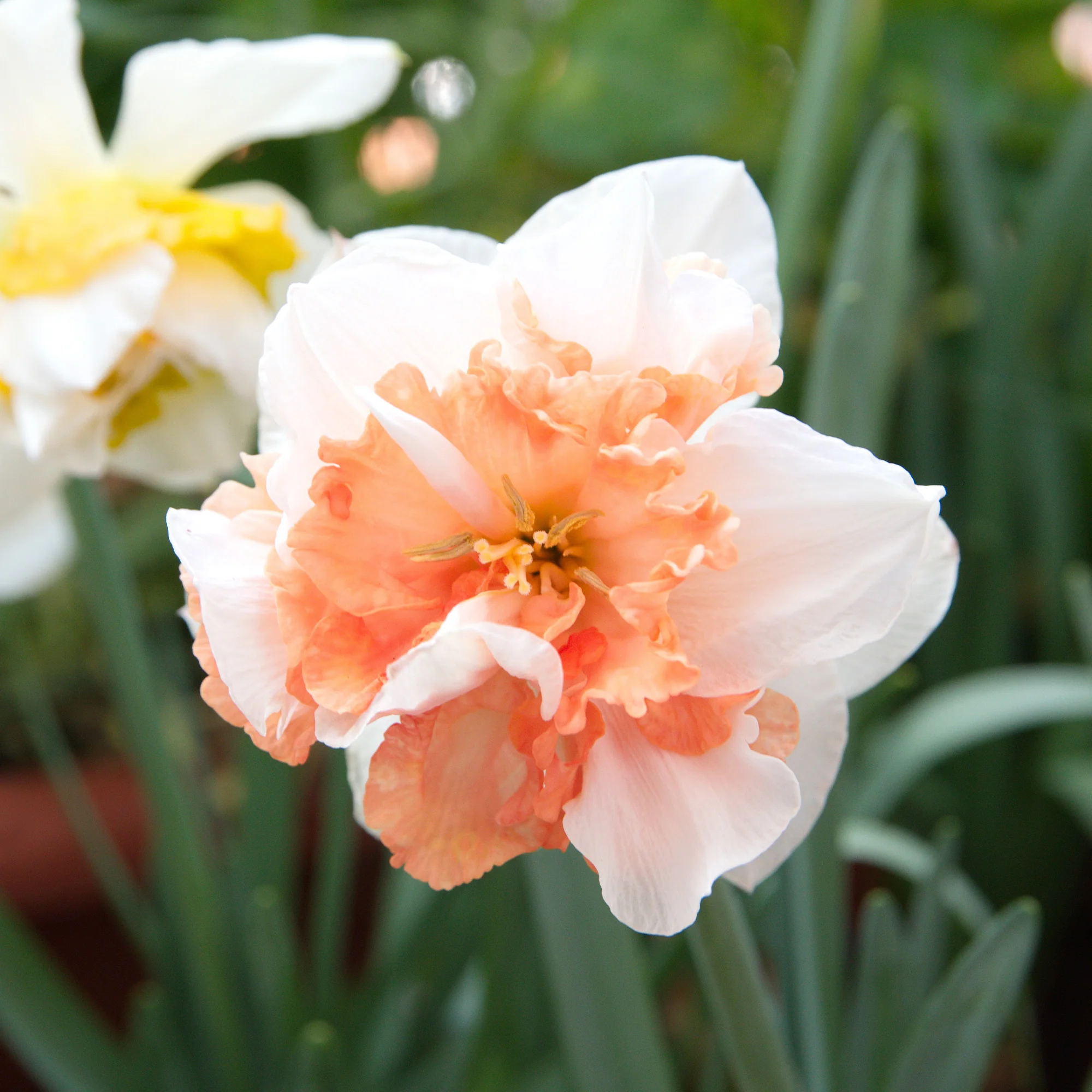 Narcisses à fleurs doubles en mélange - Image 6