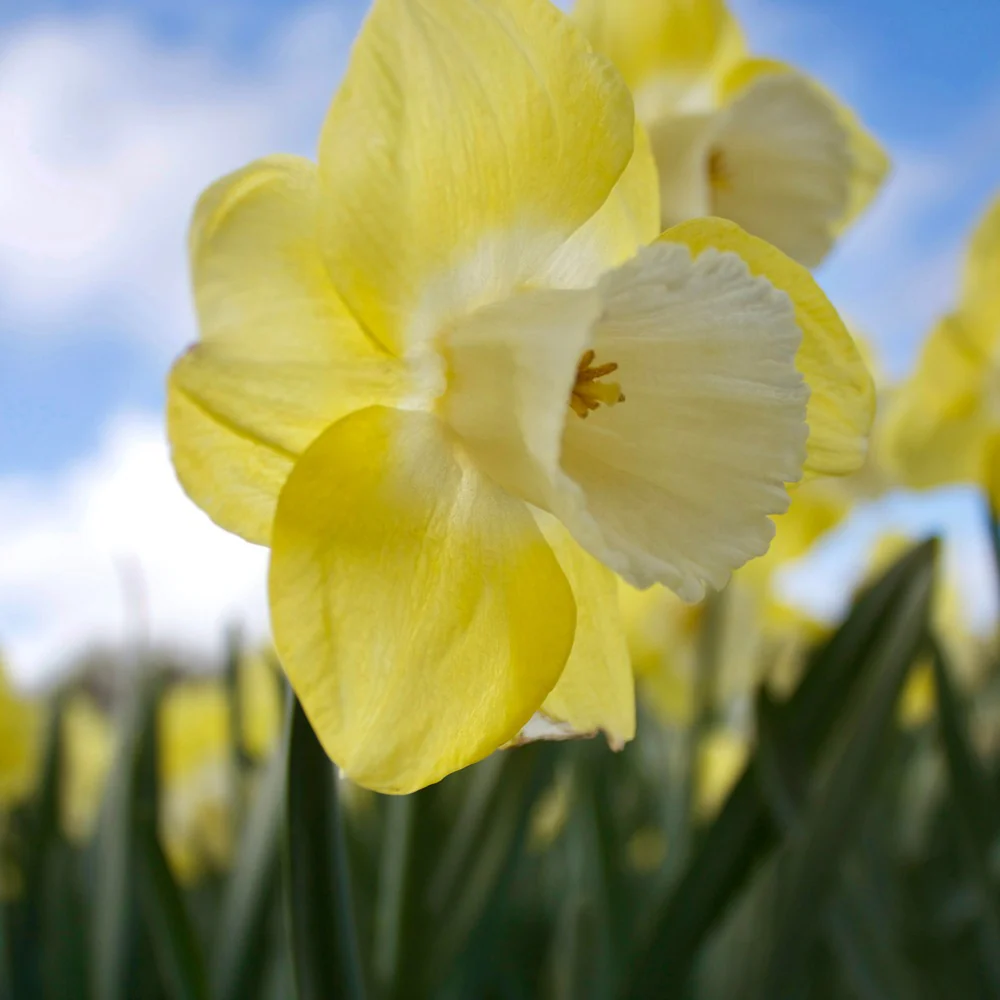 5 Narcisses à grande couronne Avalon