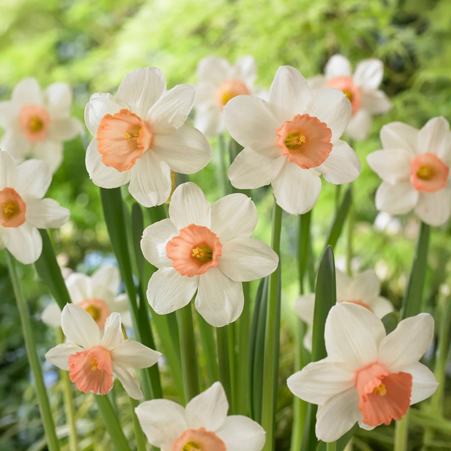 5 Narcisses Iwona