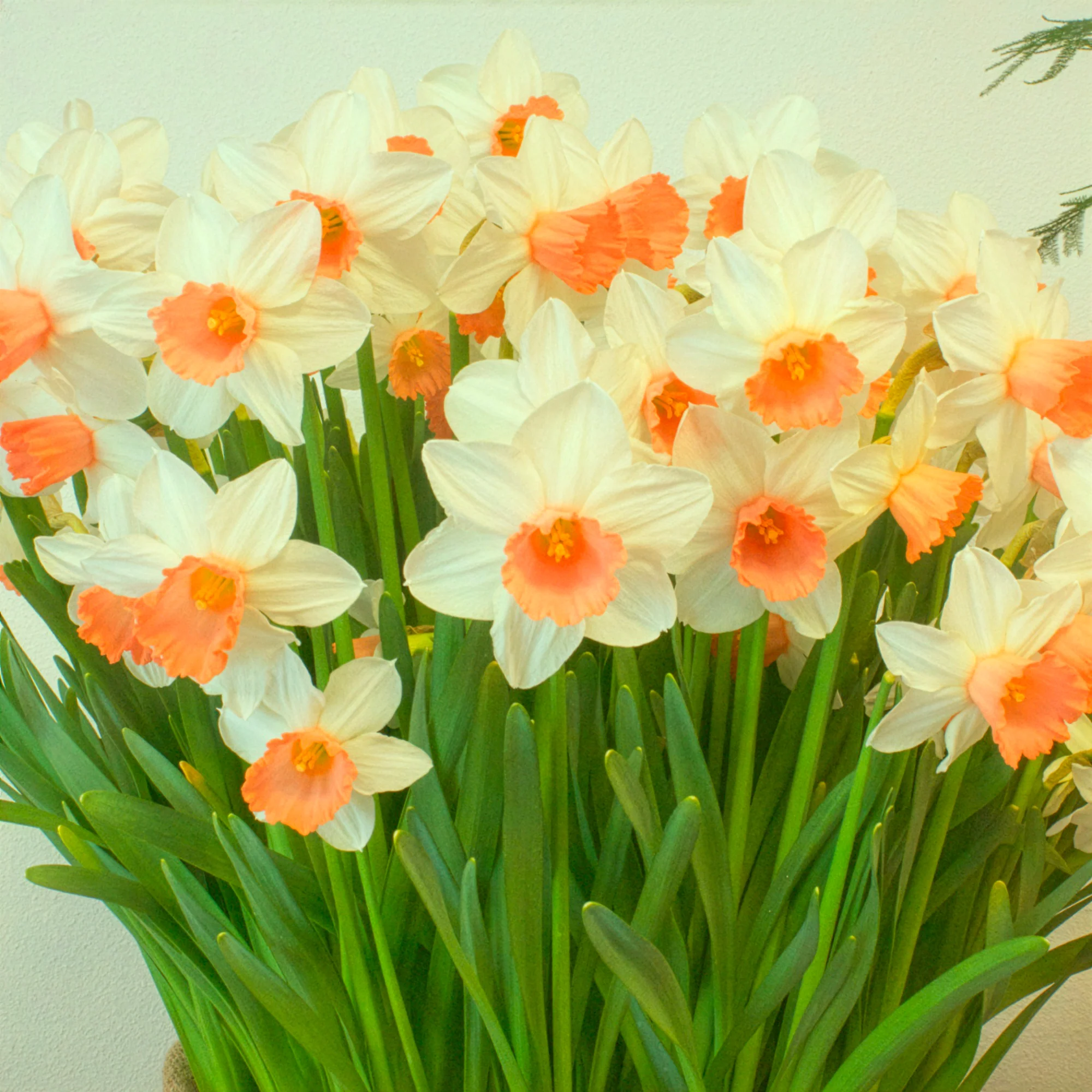 5 Narcisses Iwona - Image 2