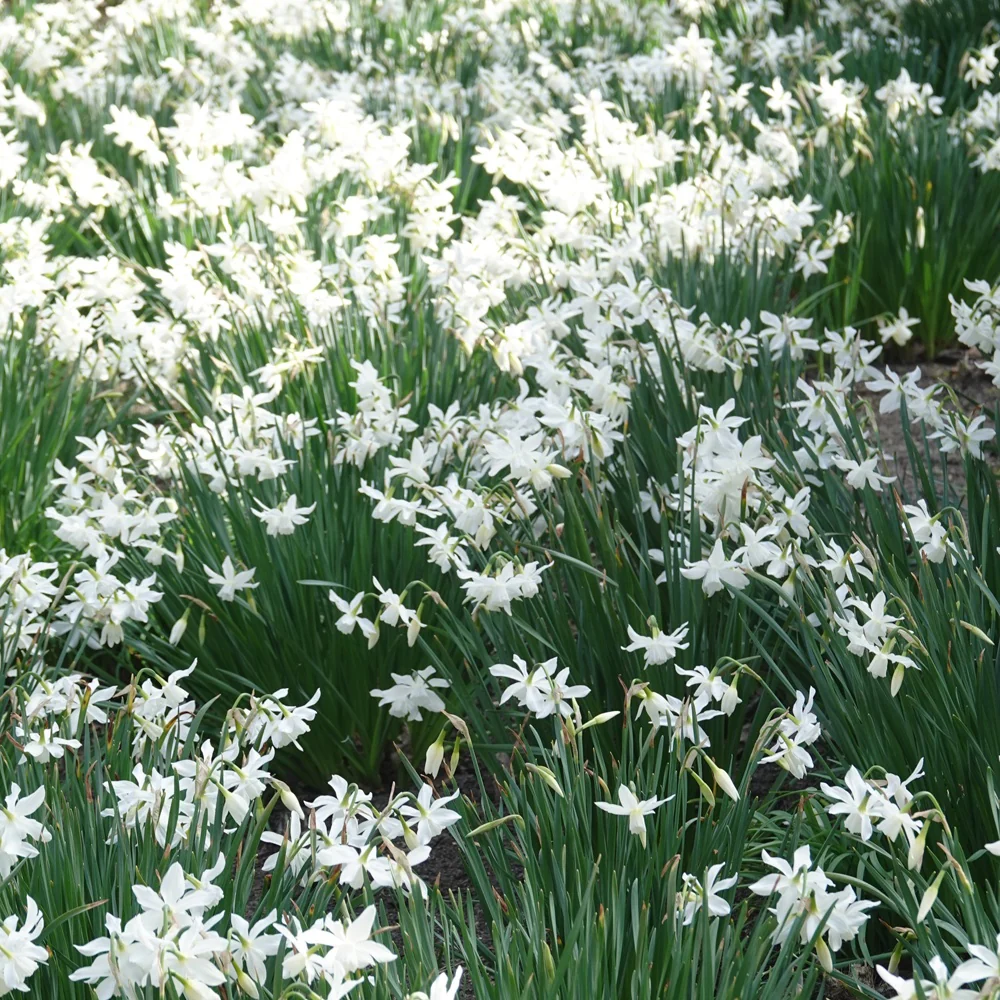 7 Narcisses Thalia - Image 3
