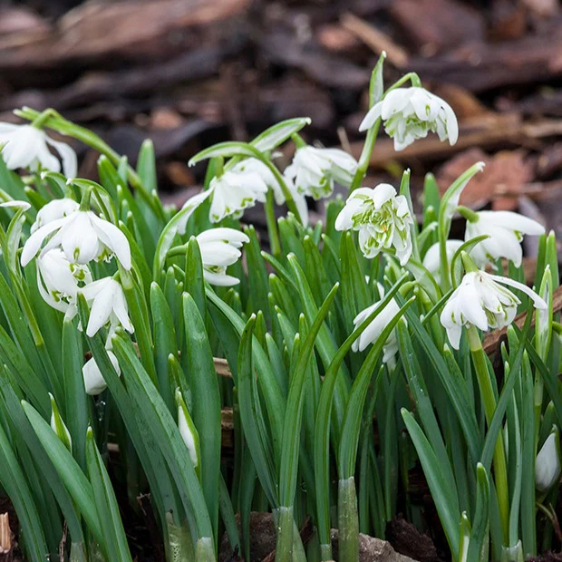 10 Perce-neige double - Image 3