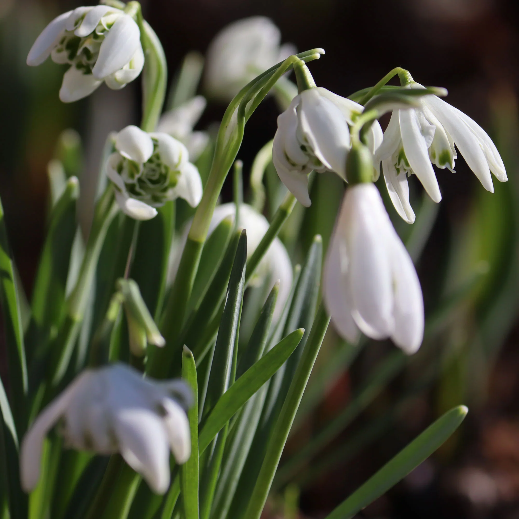 10 Perce-neige double - Image 5