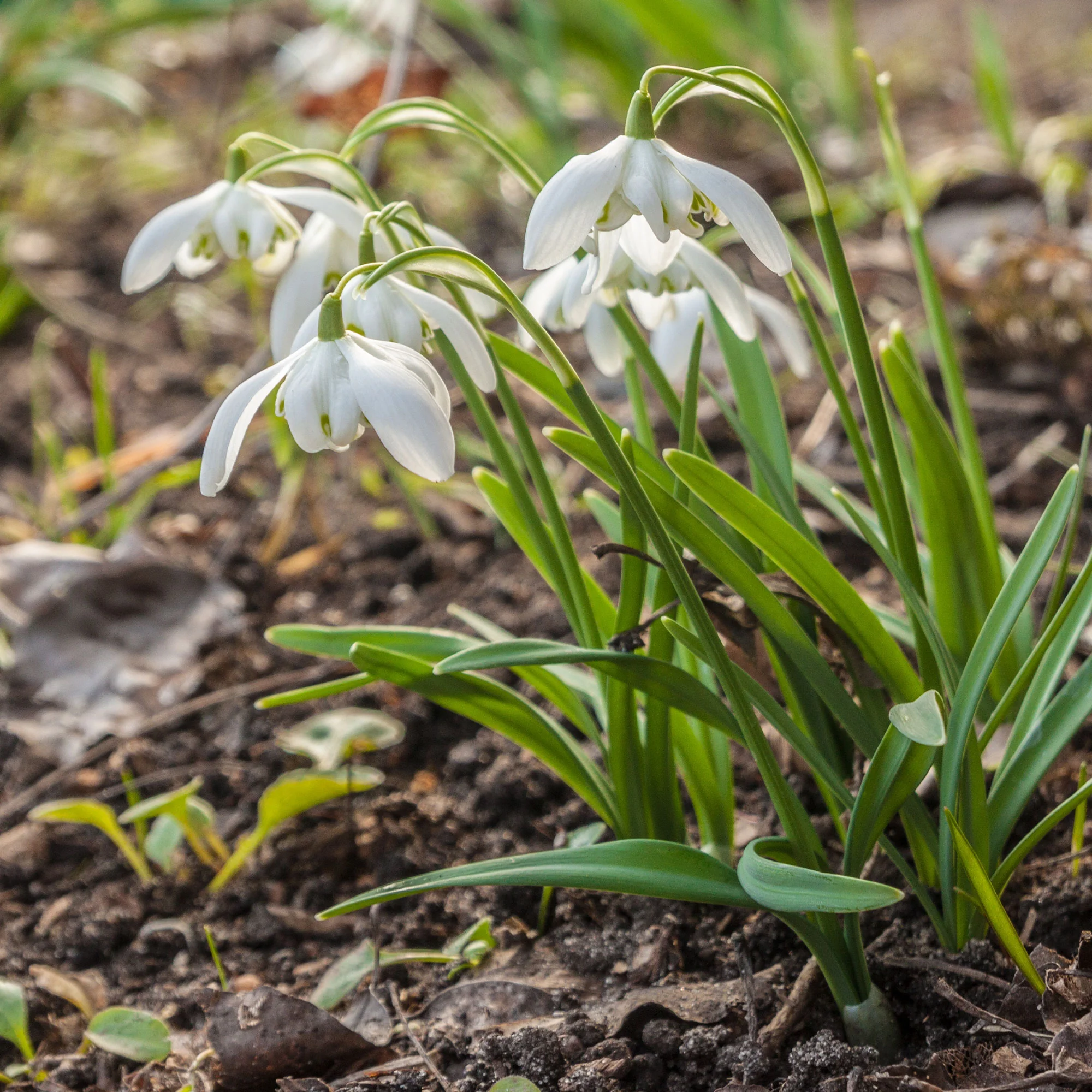 10 Perce-neige double - Image 6
