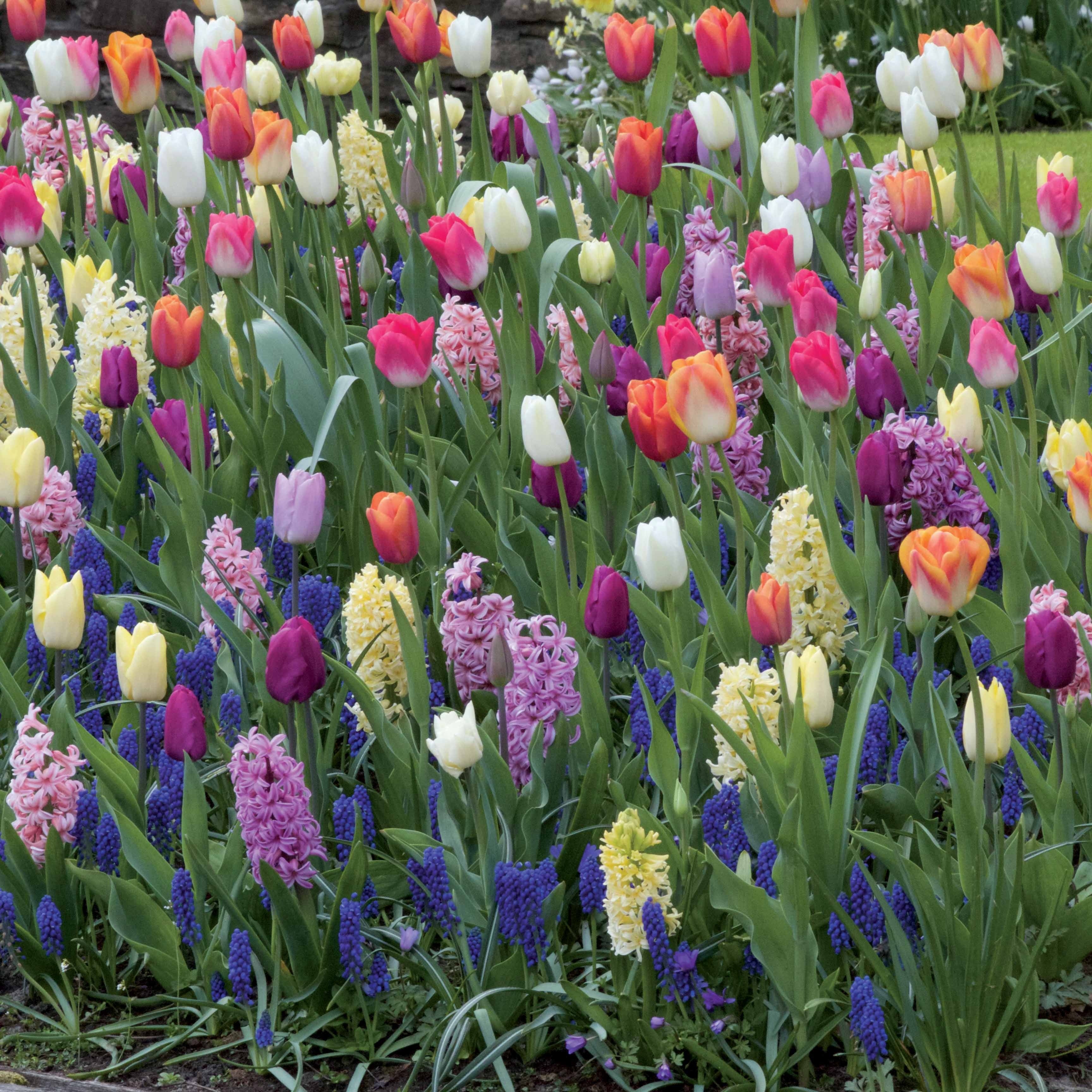 60 Bulbes pour massif multicolore en mélange