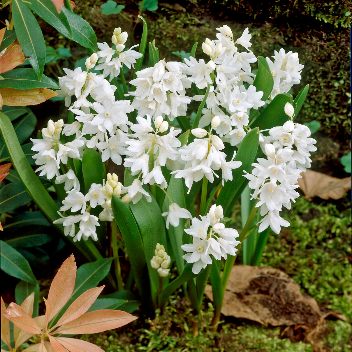 20 Puschkinia blancs - Image 3