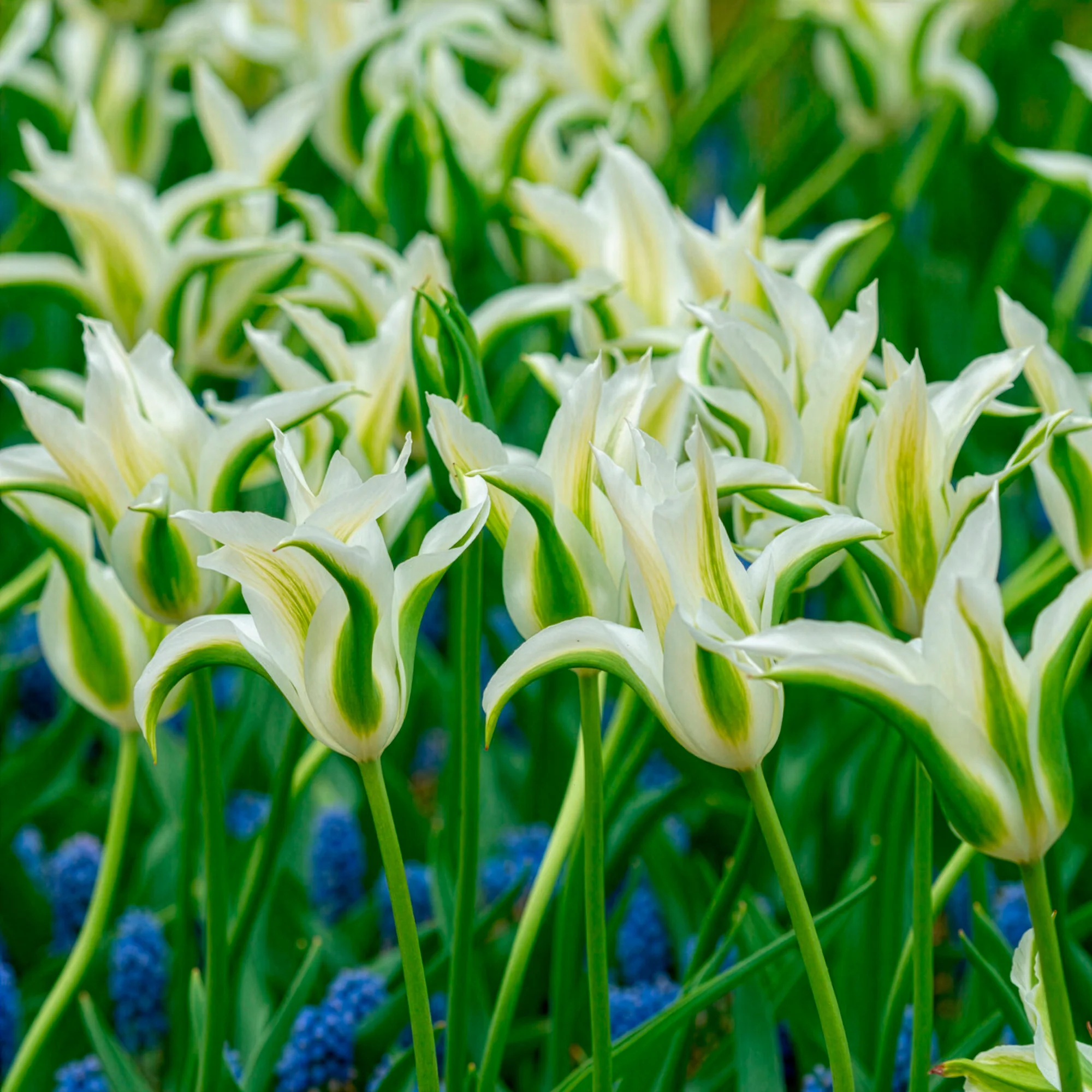 10 Tulipes à fleurs de lis Greenstar